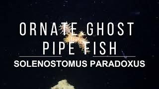 Ghost pipe fish