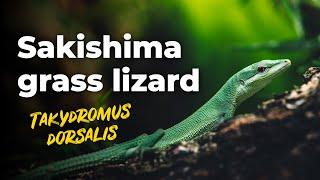 Sakishima grass lizard feeding - 4K