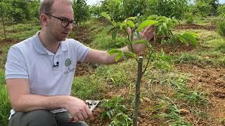 Pruning Walnut Trees - 1st Summer Pruning