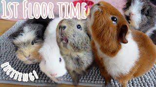 1st Guinea Pig Floor Time In The New House | Guinea Pig Break Out