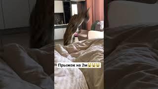 Смертельный прыжок