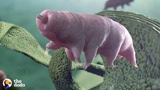 Tardigrades Are the Toughest Animal on Earth that can Survive Space and Volcanoes | The Dodo