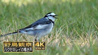 ハクセキレイの地鳴き　三種類の鳴き声【野鳥観察 鳥の鳴き声 バードウォッチング】Black-backed Wagtail/Bird Call/ Bird Sound