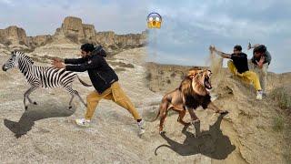 Desert Ma Zebra Mil Gaya  Lion Ne Attack Kar Dea 