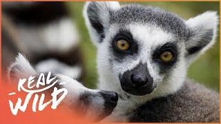 The Lemurs Of Madagascar (Wildlife Documentary) | Going Wild