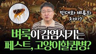 벼룩의 특성과 페스트, 고양이할큄병 증상?