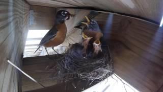 Robin Nest... Day 7