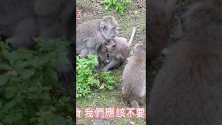 啊！被猴子攻擊怎麼辦？！要學猴語？！