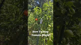 How to stop tomato blight ￼