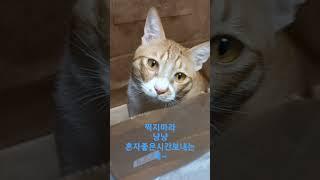 냥이를쇼핑하자~찍지마라~#고양이 #쇼츠