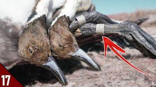 BANDS and PINTAIL LIMITS in the Sandhills | 28 GAUGE Duck Hunting 2021