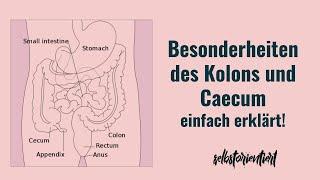 Besonderheiten des Caecum und Colon einfach erklärt! - Eigenschaften | Tänien | Plicae semilunares