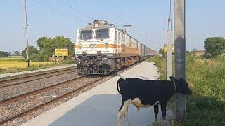 Full Speed Train Scares Cattle