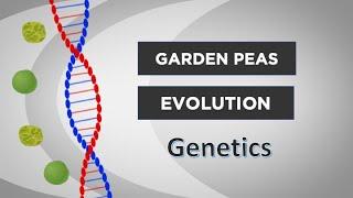 Evo-Ed: The Genetics of Sweet Tasting Garden Peas