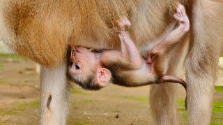 Awesome Video Mixed...Baby Monkey Molly And Brendly Are Absoluetly Adorable And Really Cute