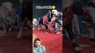 mawashi|mawashi mandi|Eid|Eid Mubarak|abduvlog Abdullah Mini vlog #cow #naveedcattlefarm #bull