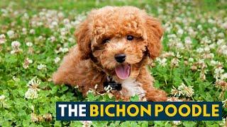 Bichon Poodle: A Pet Parent's Guide to The Teddy Bear-Like Poochon!