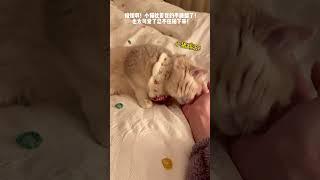 【#薄荷猫猫甜不甜】谁懂啊!小猫枕着我的手睡醒了!也太可爱了忍不住拍下来! #薄荷猫猫 #治愈系猫咪 #仙女猫 #我和我的猫