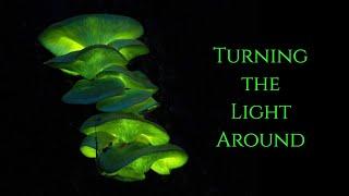 Turning the Light Around  ~ The Secret of the Golden Flower ~ Inner Alchemy