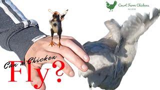 Can chickens fly? How high? What breed of chicken can fly? - Raising chickens for beginners