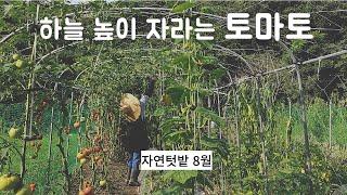 열평텃밭(8) / 토마토 수확 /토마토 곁순정리/한여름 열무파종/ 오이,깻잎,부추 수확하고 한여름 텃밭관리까지 / 여름작물,잘 살기도, 잘 못살기도.../ 자연텃밭 8월