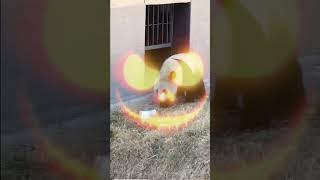 开饭了，开饭了，吃饭的时间到啦。 #熊猫  #熊猫发火了 # #大熊猫  #panda  #熊猫玩盆盆