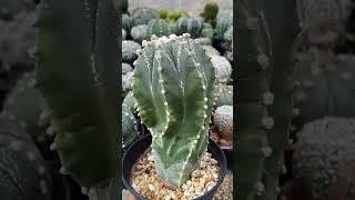 Astrophytum из частной коллекции. (2024).