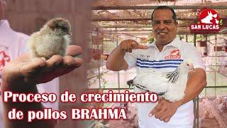 Crecimiento de Pollos BRAHMA | Semana 1 a 8 | Granja San Lucas