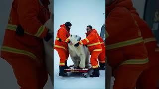 Doctor Saves a Weak, Pregnant Polar Bear: A Heartwarming Rescue Story