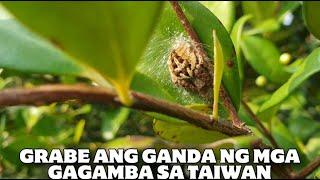 NANG HULI AKO NG GAGAMBA SA TAIWAN ANG GAGANDA