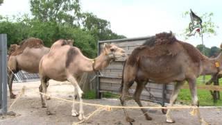 Camel farm مزرعة الابل في هولندا