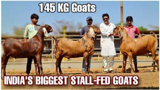 Shawaya Goat Farm Mumbai | 145 KG Ajmera Khassi Goats | Ghee & Protein C