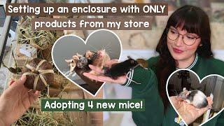 Setting up a mouse enclosure using ONLY products from my store & adopting 4 new mice!