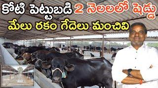 మేలు రకం గేదె ఇవ్వాలి Countryside dairy farms @MalleshAdla