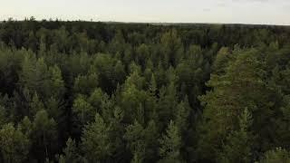 Royalty Free 4k Forest Stock Video Footage [ DJI Drone Footage ]