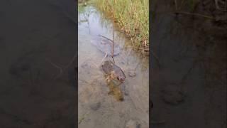 Amazing Fishing Technique. #fishing #viralfishing #viralvideoシ #hookfishing #shorts