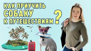 В путешествие с собакой. Как приучить собаку к путешествиям?