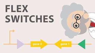 Conditional gene expression using the Cre Lox FLEx vector switch!