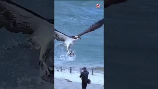 Osprey catches rare fish