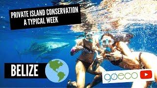 GoEco VOLUNTEER Trip Vlog - PRIVATE ISLAND Marine Conservation in Belize
