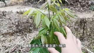 家公教我这样种树苗，累并快乐着，荔枝苗活了，好开心