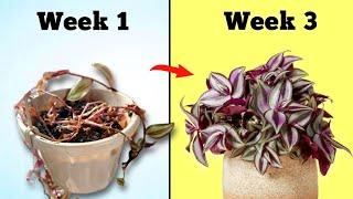 5 Essential Care Tips to Grow Best Ever Tradescantia Indoor // Wandering Jew Plant Care