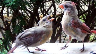 Northern Cardinal Female Feeds Fledgling Extreme CLOSE UP Hi-Def【4K】