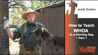 How to Teach WHOA to a Hunting Dog part 1 | Scott Linden