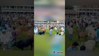 কুরবানির হাটবাজার