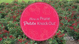 How to Prune Petite Knock Out®