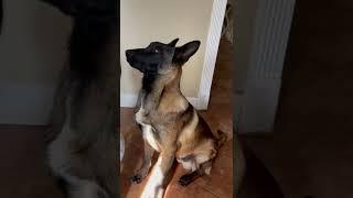 Belgian Malinois from puppy to now