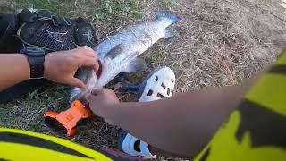 Paling senang casting barramundi di tempat seperti ini