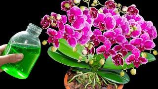 Just water this miracle, orchids will bloom for 365 days, not everyone knows