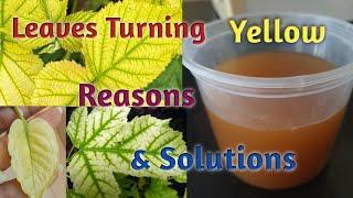 Plants Leaves Turning Yellow- Reasons & Treatment/ Leaves Turning Yellow- Reasons and Treatment